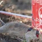 柬埔寨一巨鼠嗅出109枚地雷,刷新世界纪录,排雷当成解谜游戏-白嫖站-免费彩金-白菜社区论坛